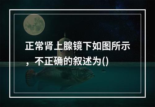 正常肾上腺镜下如图所示，不正确的叙述为()