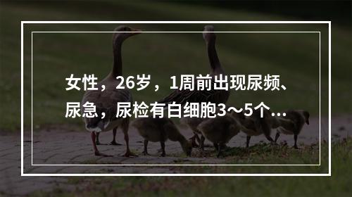 女性，26岁，1周前出现尿频、尿急，尿检有白细胞3～5个／高