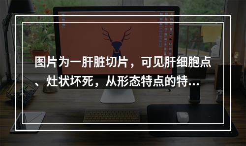 图片为一肝脏切片，可见肝细胞点、灶状坏死，从形态特点的特征上