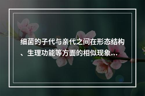 细菌的子代与亲代之间在形态结构、生理功能等方面的相似现象称为