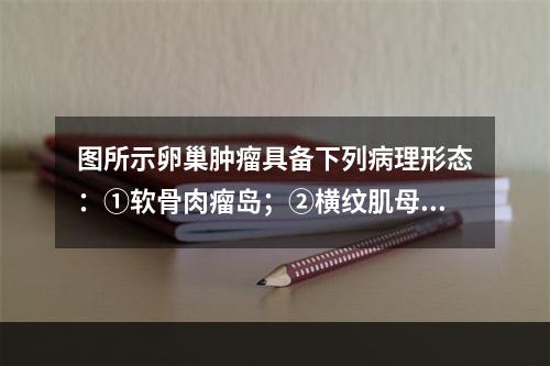 图所示卵巢肿瘤具备下列病理形态：①软骨肉瘤岛；②横纹肌母细胞