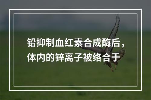 铅抑制血红素合成酶后，体内的锌离子被络合于