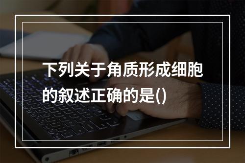 下列关于角质形成细胞的叙述正确的是()