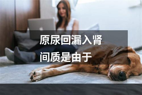 原尿回漏入肾间质是由于