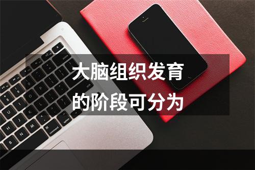 大脑组织发育的阶段可分为