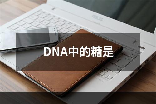 DNA中的糖是