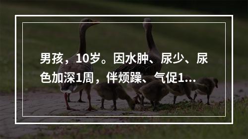 男孩，10岁。因水肿、尿少、尿色加深1周，伴烦躁、气促1天入