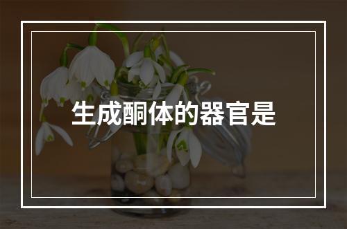 生成酮体的器官是