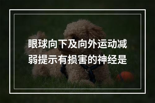 眼球向下及向外运动减弱提示有损害的神经是