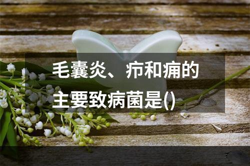 毛囊炎、疖和痈的主要致病菌是()