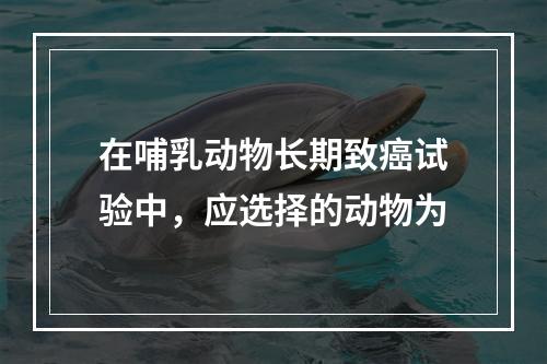 在哺乳动物长期致癌试验中，应选择的动物为