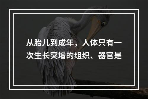 从胎儿到成年，人体只有一次生长突增的组织、器官是