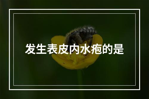 发生表皮内水疱的是