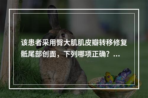 该患者采用臀大肌肌皮瓣转移修复骶尾部创面，下列哪项正确？（　