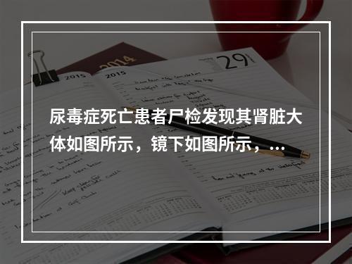 尿毒症死亡患者尸检发现其肾脏大体如图所示，镜下如图所示，肾间