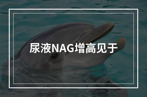 尿液NAG增高见于