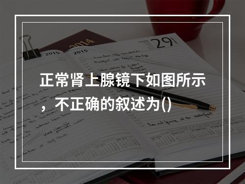 正常肾上腺镜下如图所示，不正确的叙述为()