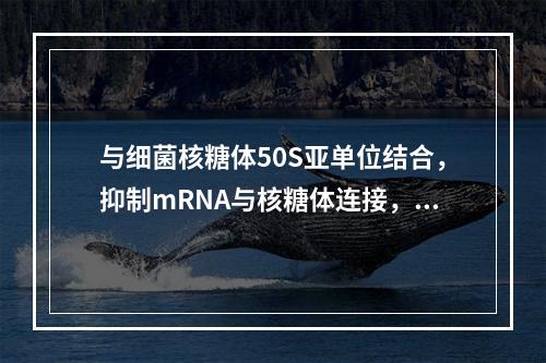 与细菌核糖体50S亚单位结合，抑制mRNA与核糖体连接，阻止