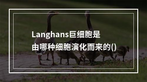 Langhans巨细胞是由哪种细胞演化而来的()