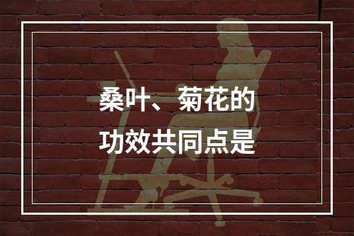 桑叶、菊花的功效共同点是