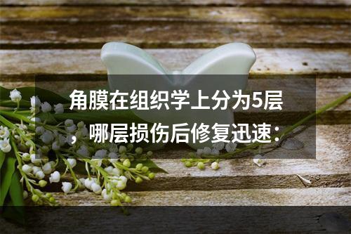 角膜在组织学上分为5层，哪层损伤后修复迅速：