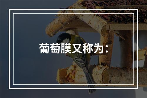 葡萄膜又称为：