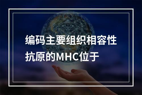 编码主要组织相容性抗原的MHC位于