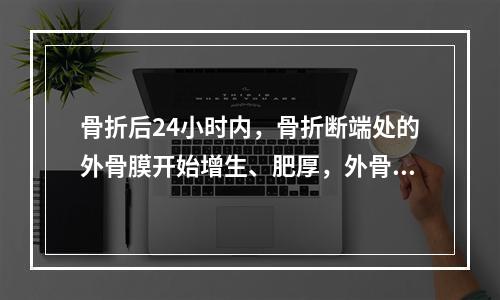 骨折后24小时内，骨折断端处的外骨膜开始增生、肥厚，外骨膜的