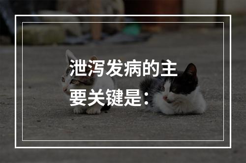 泄泻发病的主要关键是：