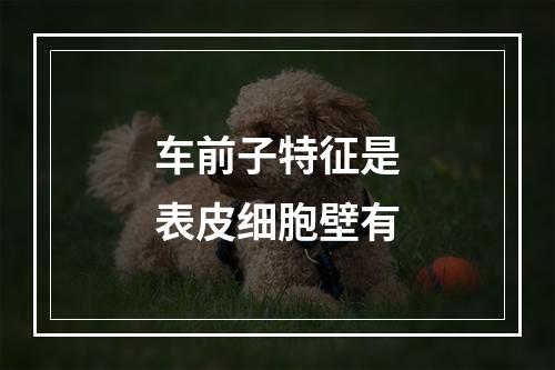 车前子特征是表皮细胞壁有