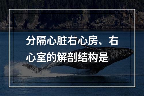 分隔心脏右心房、右心室的解剖结构是