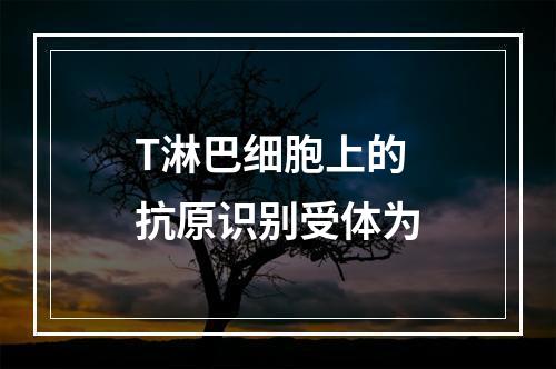 T淋巴细胞上的抗原识别受体为