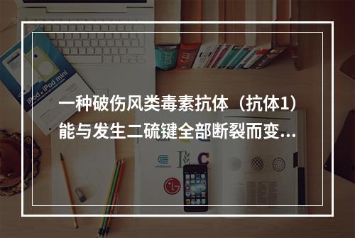 一种破伤风类毒素抗体（抗体1）能与发生二硫键全部断裂而变性的