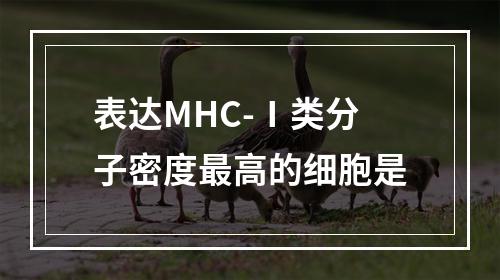 表达MHC-Ⅰ类分子密度最高的细胞是