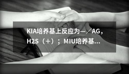 KIA培养基上反应为—／AG，H2S（＋）；MIU培养基上呈