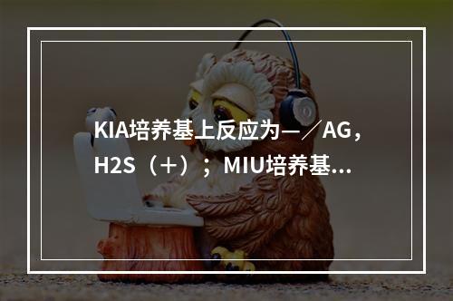 KIA培养基上反应为—／AG，H2S（＋）；MIU培养基上呈