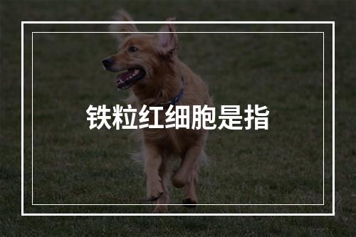 铁粒红细胞是指