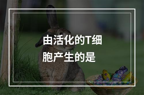 由活化的T细胞产生的是