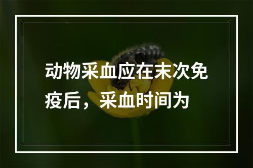 动物采血应在末次免疫后，采血时间为