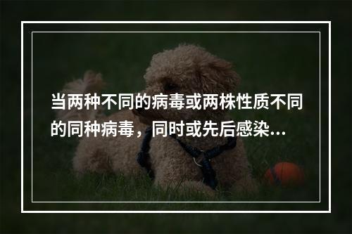 当两种不同的病毒或两株性质不同的同种病毒，同时或先后感染同一