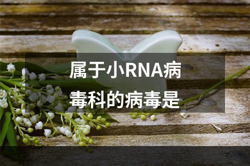 属于小RNA病毒科的病毒是