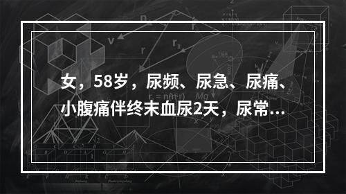 女，58岁，尿频、尿急、尿痛、小腹痛伴终末血尿2天，尿常规见