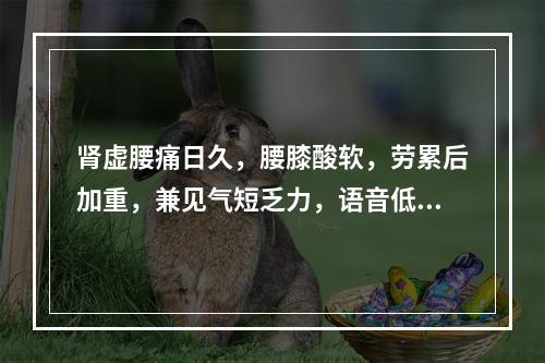 肾虚腰痛日久，腰膝酸软，劳累后加重，兼见气短乏力，语音低弱，