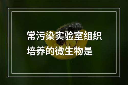 常污染实验室组织培养的微生物是