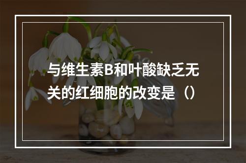 与维生素B和叶酸缺乏无关的红细胞的改变是（）