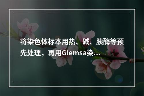 将染色体标本用热、碱、胰酶等预先处理，再用Giemsa染色，