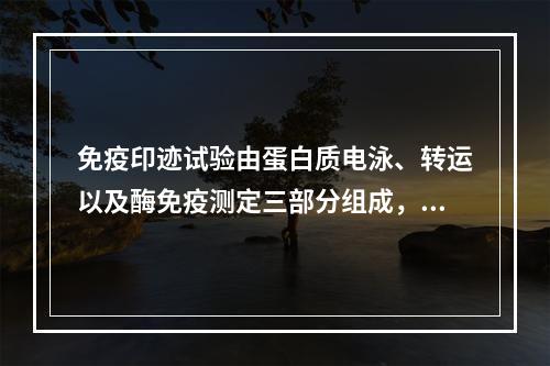 免疫印迹试验由蛋白质电泳、转运以及酶免疫测定三部分组成，电泳