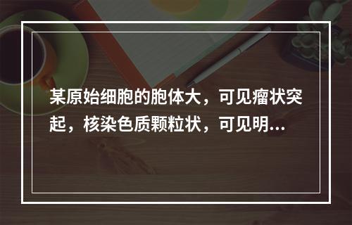 某原始细胞的胞体大，可见瘤状突起，核染色质颗粒状，可见明显的