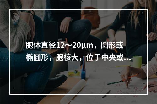 胞体直径12～20μm，圆形或椭圆形，胞核大，位于中央或偏位