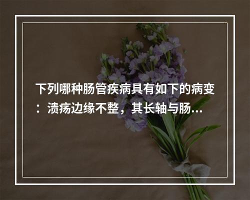 下列哪种肠管疾病具有如下的病变：溃疡边缘不整，其长轴与肠轴垂